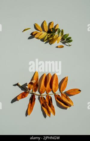 Composizione autunnale. Cornice rotonda in foglie gialle autunnali su fondo bianco Foto Stock