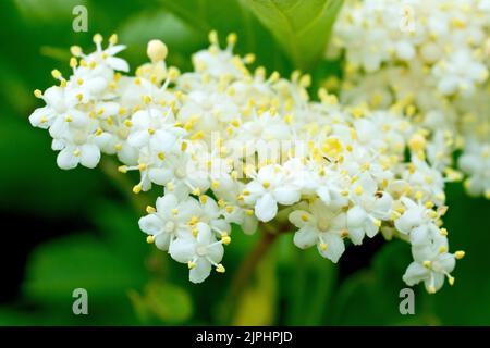 Anziano, Elderflower o Elderberry (sambucus nigra), primo piano che mostra il dettaglio dei fiori bianchi prodotti dall'arbusto in primavera. Foto Stock