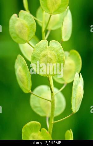 Campo Penny-cress (thlaspi arvense), primo piano dei grandi baccelli rotondi di semi ad ali larghe che danno alla pianta il suo comune nome inglese. Foto Stock