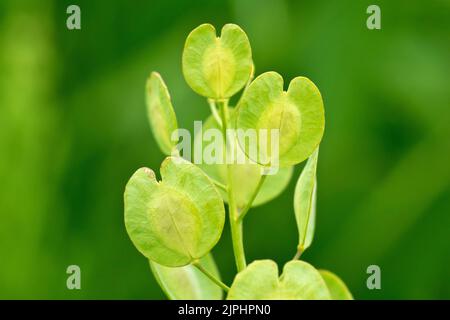 Campo Penny-cress (thlaspi arvense), primo piano dei grandi baccelli rotondi di semi ad ali larghe che danno alla pianta il suo comune nome inglese. Foto Stock