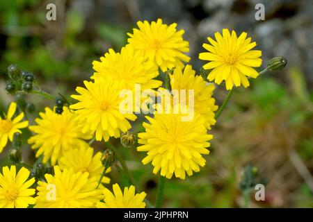 Falchi (possibilmente hieracium umbellatum), primo piano dei fiori gialli luminosi della pianta comune ma molto varia. Foto Stock