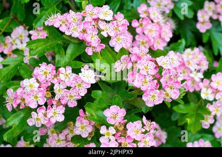 Biancospino, Whitethorn o albero di maggio (crataegus monogyna), primo piano mostrando alcuni fiori fortemente rosa tinged o fiore dell'albero comune. Foto Stock