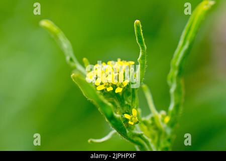 Senape siepe (symbarrium officinale), vicino ai piccoli fiori gialli della pianta molto comune di verge, campi e terreno accidentato. Foto Stock