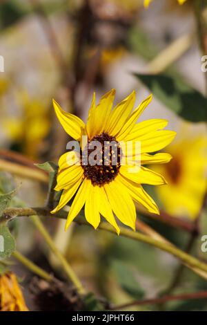 La testa di Helianthus Annuus, Asteraceae, erba nativa annuale nelle Montagne di San Gabriel, Springtime, è infiorescita da un raemosio a fiore giallo. Foto Stock