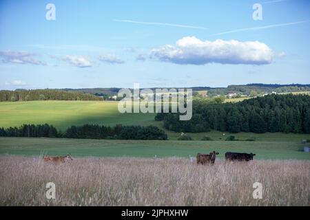 mucche cornuti in erba molto alta di prato estivo nella regione belga delle ardenne Foto Stock