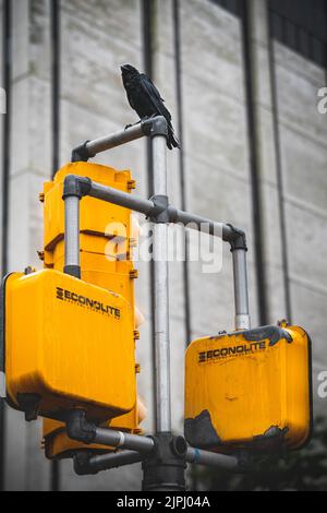 Uno scatto verticale di un corvo nero appollaiato al semaforo giallo Foto Stock