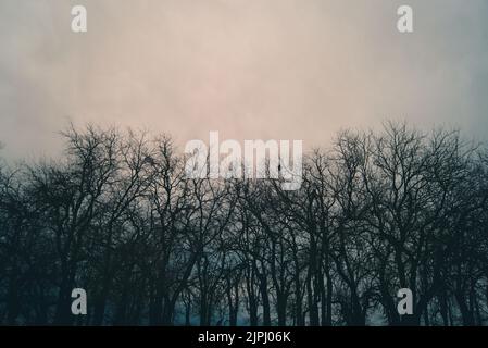 Una bella linea di alberi decidui con un cielo nuvoloso sullo sfondo Foto Stock