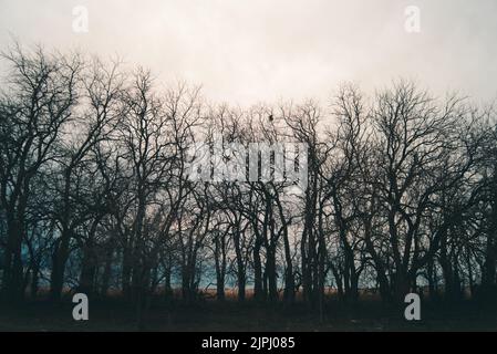 Una bella linea di alberi decidui con un cielo nuvoloso sullo sfondo Foto Stock