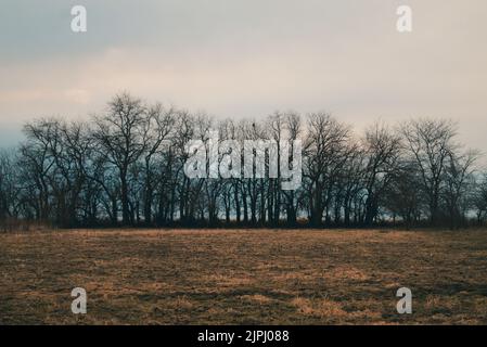 Una bella linea di alberi decidui sul campo secco con un cielo nuvoloso sullo sfondo Foto Stock