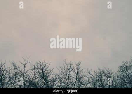 Una linea di rami di albero decidui con cielo nuvoloso sullo sfondo Foto Stock