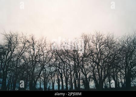 Una bella linea di alberi decidui con un cielo nuvoloso sullo sfondo Foto Stock