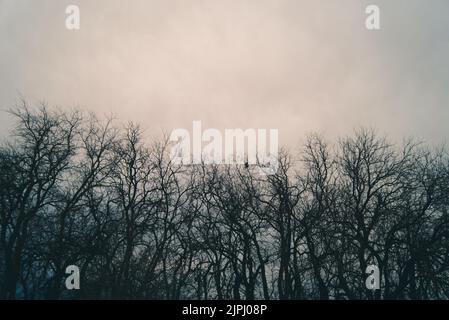 Una bella linea di alberi decidui con cielo nuvoloso sullo sfondo Foto Stock