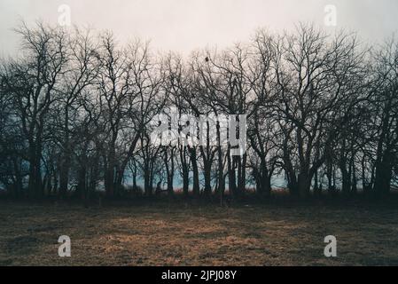 Una bella linea di alberi decidui sul campo secco con un cielo nuvoloso sullo sfondo Foto Stock