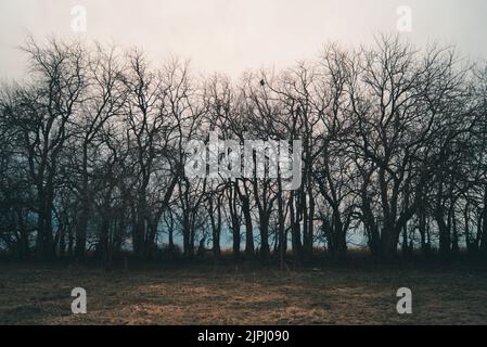 Una bella linea di alberi decidui sul campo secco con un cielo nuvoloso sullo sfondo Foto Stock