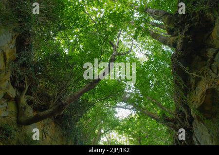 Un'antica holloway chiamata 'Hell Lane' a Dorset, Regno Unito Foto Stock