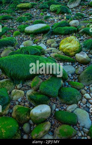 Pietre coperte di alghe marine durante la bassa marea sulla spiaggia di ciottoli della Jurassic Coast nel Devon Foto Stock
