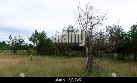 Un vecchio conifere appassito in una palude su uno sfondo di cespugli verdi. Natura selvaggia della Russia. Foto Stock