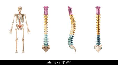 Ossa accurate della colonna vertebrale o della colonna vertebrale con vertebre lombari, toraciche e cervicali a colori isolati su sfondo bianco 3D rappresentazione grafica. Un Foto Stock