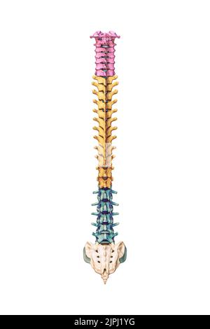 Vista posteriore o posteriore di ossa della colonna vertebrale umana accurate con vertebre cervicali, toraciche e lombari a colori isolate su sfondo bianco 3D rendering i Foto Stock