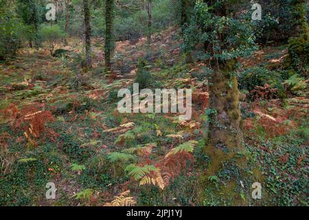 Boschi decidui in autunnale Mata da Albergaria, foglie di latifoglie e boschi misti nel Parco Nazionale di Peneda-Gerês, Portogallo Foto Stock