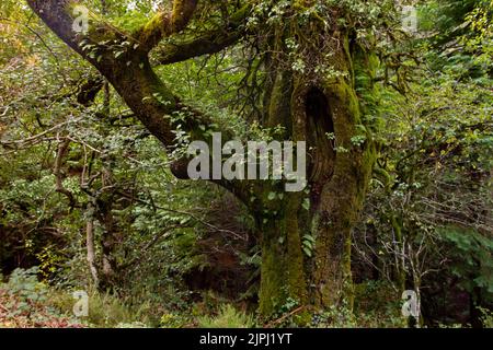 Quercia europea (Quercus robur) albero centenario in verde foresta atlantica Foto Stock