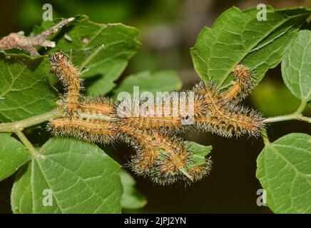 io caterpilars (Automeris io) ai giovani istari nel loro nido. Specie comune attraverso gli Stati Uniti, e darà un pungiglione velenoso una volta maneggiato. Foto Stock