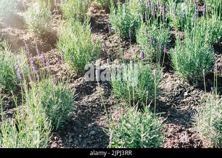 Città sfondo giardinaggio urbano. Cespugli di lavanda fioriscono nel parco cittadino. Vista dall'alto Foto Stock