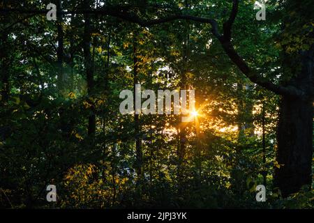 Il sole della sera splende attraverso il baldacchino di una foresta Foto Stock