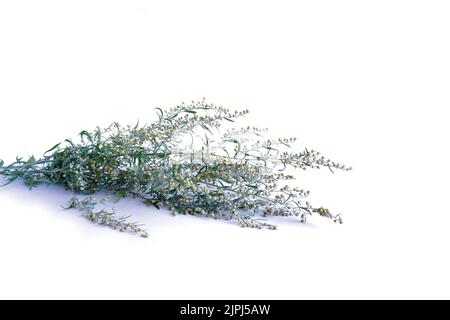 Un rametto di legno di wormwood fiorito su uno sfondo bianco. Foto Stock