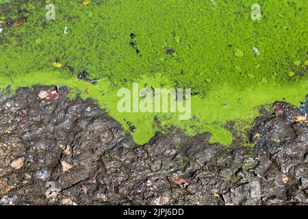 Alghe verdi-blu lungo i bordi di un lago (Alexandra Lake, Wanstead Flats, Redbridge, Londra, UK) Foto Stock