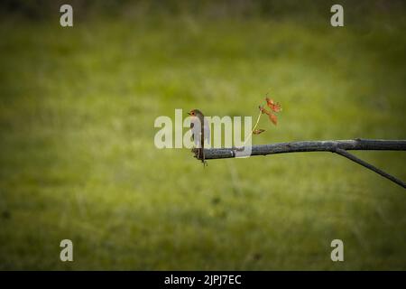robin arroccato su un ramo in un prato verde Foto Stock