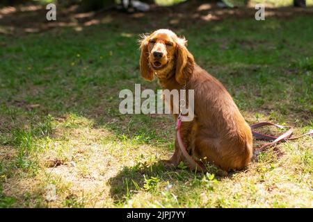 Cucciolo inglese Cocker Spaniel nei boschi per una passeggiata. Foto di alta qualità Foto Stock