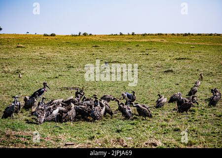 Maasai Mara National Game Reserve Park, contea di Narok, grande rift Valley, kenya, africa orientale, paesaggi, praterie di savana, magici animali selvatici, viaggi Foto Stock