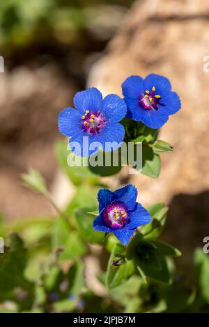 Fiore selvatico; nome scientifico; Lysimachia arvensis Foto Stock