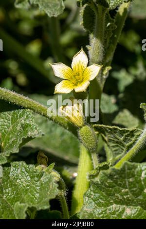 Pianta selvatica; nome scientifico; Ecballium elaterium Foto Stock