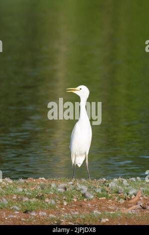 Airone guardabuoi, Bubulcus ibis Foto Stock
