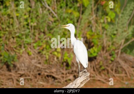 Airone guardabuoi, Bubulcus ibis Foto Stock