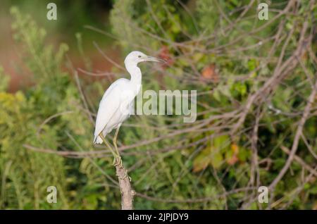Piccolo airone blu, Egretta caverulea, giovanile Foto Stock