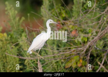 Piccolo airone blu, Egretta caverulea, giovanile Foto Stock