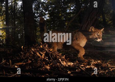 Un cougar che visita la sua uccisione alla luce del crepuscolo Foto Stock