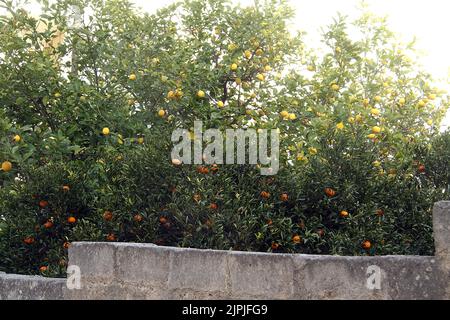 Alberi di agrumi a Carovigno, Italia Foto Stock