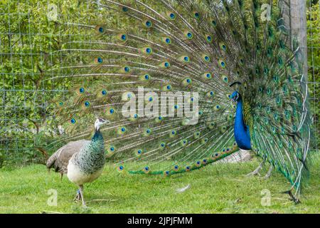 cartrota, femmine, pavone, pfauen-männchen, fasanenartige, pavo cristato, ruote, femmina, pavoni Foto Stock