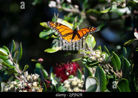 Farfalla monarca sull'albero fiorito di Pohutukawa, Porirua, Wellington, North Island, Nuova Zelanda Foto Stock