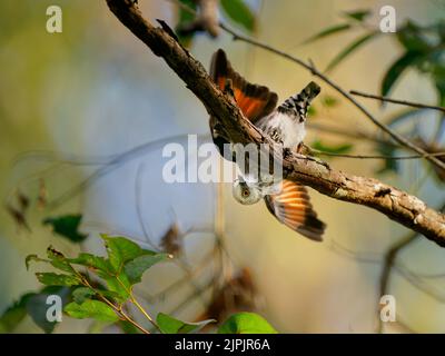 Vario sitella (Daphoenositta chrysoptera) un piccolo uccello della foresta dell'australia che forages sui tronchi dell'albero e sui rami. Piccolo uccello colorato con o Foto Stock