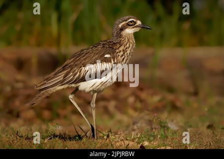 Cespuglio di pietra-curlew (Burhinus grallarius) un incospicuo interessante grande uccello wader bruno che vive nel cespuglio australiano. Australia, Brisbane, Queensland Foto Stock