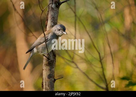 Gamberetto grigio (Colluricincla armonica) un piccolo uccello australiano comune grigio incappucciato su un ramo. Piccoli uccelli e animali della foresta. Foto Stock