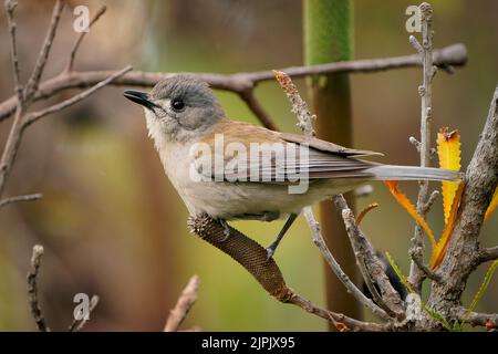 Gamberetto grigio (Colluricincla armonica) un piccolo uccello australiano comune grigio incappucciato su un ramo. Piccoli uccelli e animali della foresta. Foto Stock