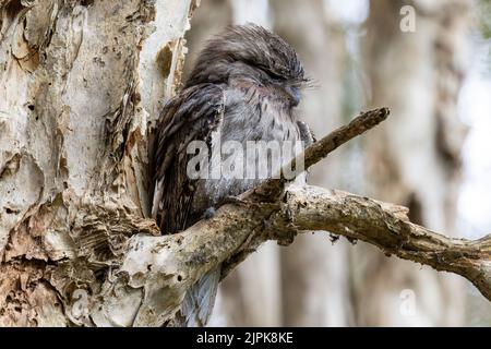 Australian Tawny Frogmouth addormentato sull'arto dell'albero durante la luce del giorno Foto Stock