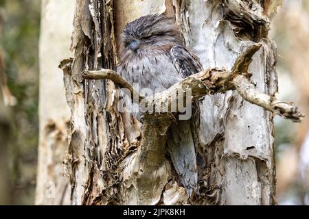 Australian Tawny Frogmouth addormentato sull'arto dell'albero durante la luce del giorno Foto Stock