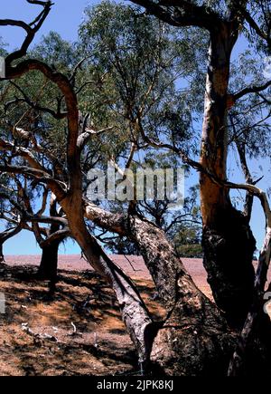 Alberi di eucalipto su terreno agricolo australiano, Australia sud-occidentale, Foto Stock